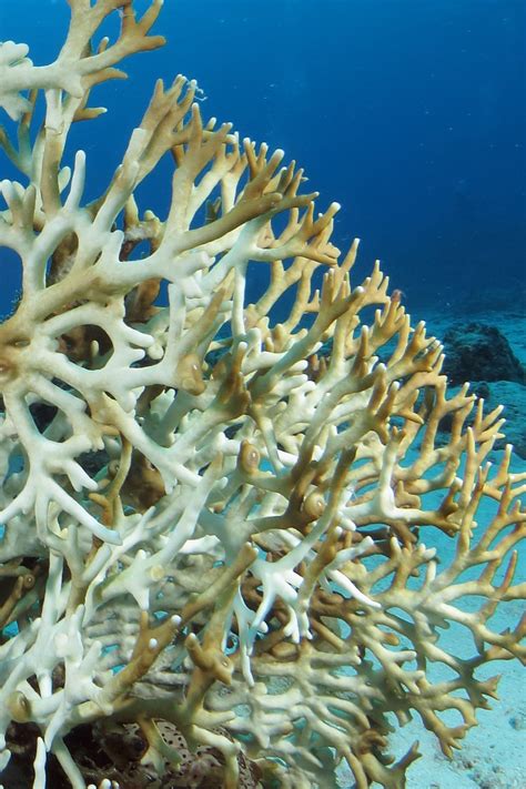 Corals doomed even if global climate goals met: study .